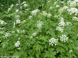 Attēlu rezultāti vaicājumam “Chaerophyllum aromaticum”