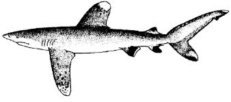 Image result for Carcharhinus longimanus
