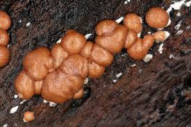 Attēlu rezultāti vaicājumam “Hypocrea rufa”