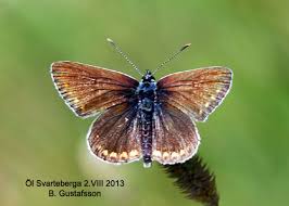 Attēlu rezultāti vaicājumam “Aricia artaxerxes  female”