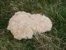 as I have, discount it as dog vomit but it is in fact a slime mould, - via Daymix