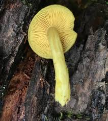 Attēlu rezultāti vaicājumam “Tricholomopsis decora”