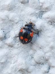 Attēlu rezultāti vaicājumam “Krynickillus melanocephalus”