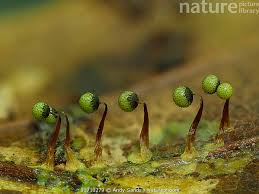 Attēlu rezultāti vaicājumam “Cribraria sp.”