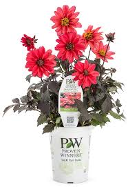 Image result for Dahlia `Red Skin`