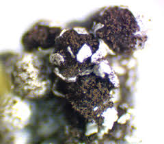 Attēlu rezultāti vaicājumam “Diderma spumarioides plasmodium”