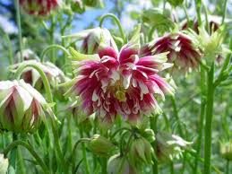 Image result for Aquilegia vulgaris `Nora Barlow`