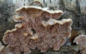 Attēlu rezultāti vaicājumam “Steccherinum bourdotii”