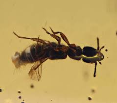 Attēlu rezultāti vaicājumam “Staphylinidae”