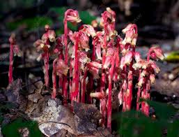 Attēlu rezultāti vaicājumam “Monotropa hypopitys flower”