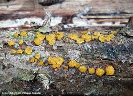 Attēlu rezultāti vaicājumam “Dacrymyces stillatus”