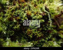 Attēlu rezultāti vaicājumam “Zygodon rupestris”