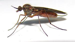 Attēlu rezultāti vaicājumam “Nematocera”