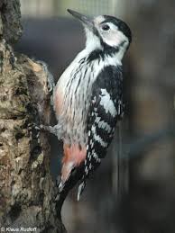 Attēlu rezultāti vaicājumam “Dendrocopos leucotos male”