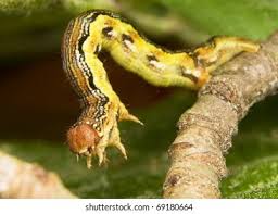 Attēlu rezultāti vaicājumam “Erannis defoliaria larva”