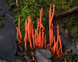 Attēlu rezultāti vaicājumam “Clavulinopsis cinerioides”