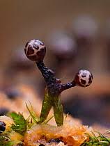 Attēlu rezultāti vaicājumam “Trichia flavicoma”