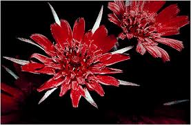 Attēlu rezultāti vaicājumam “Tragopogon pratensis subsp. pratensis flower”