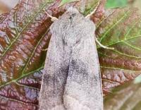 Attēlu rezultāti vaicājumam “Orthosia opima”