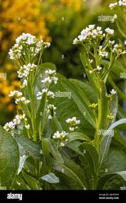 Attēlu rezultāti vaicājumam “Armoracia rusticana flower”