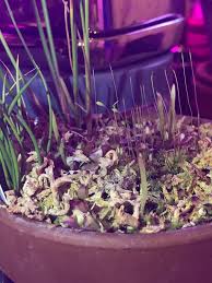 Attēlu rezultāti vaicājumam “Siphoptychium violaceum young”