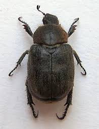 Attēlu rezultāti vaicājumam “Hoplia parvula imago”