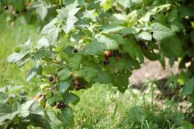 Attēlu rezultāti vaicājumam “Ribes nigrum fruit”