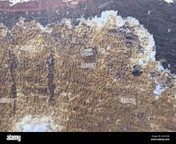 Attēlu rezultāti vaicājumam “Didymium serpula young”