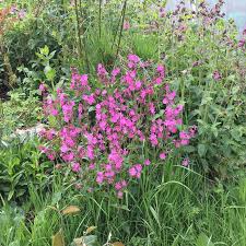 Image result for Silene dioica
