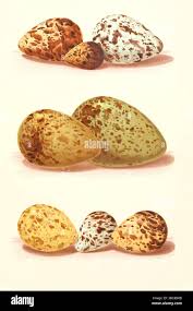 Attēlu rezultāti vaicājumam “Gallinago gallinago eggs”