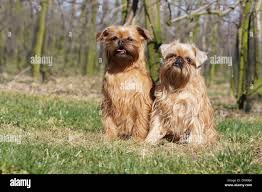 Image result for brüsseler giffon