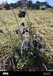 Attēlu rezultāti vaicājumam “Pulsatilla pratensis fruit”