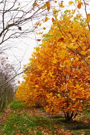 Attēlu rezultāti vaicājumam “Liriodendron tulipifera”