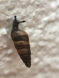 Attēlu rezultāti vaicājumam “Clausiliidae”