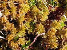 Attēlu rezultāti vaicājumam “Sphagnum contortum”