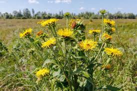 Attēlu rezultāti vaicājumam “Inula britannica”