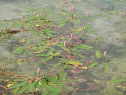 Attēlu rezultāti vaicājumam “Polygonum amphibium leaf”