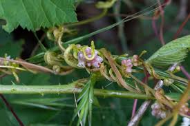 Attēlu rezultāti vaicājumam “Cuscuta europaea flower”