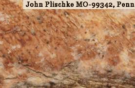 Attēlu rezultāti vaicājumam “Ceriporia purpurea”