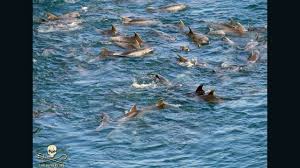 Image result for japan dolphin slaughter