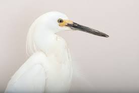 Image result for Egretta thula