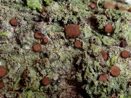 Attēlu rezultāti vaicājumam “Bacidia subincompta”