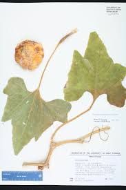 Attēlu rezultāti vaicājumam “Cucurbita pepo leaf”