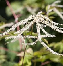 Image result for Aruncus dioicus