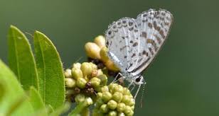 Attēlu rezultāti vaicājumam “Polyommatinae”