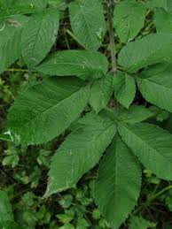 Attēlu rezultāti vaicājumam “Chaerophyllum aromaticum”
