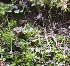 Attēlu rezultāti vaicājumam “Pellia neesiana”