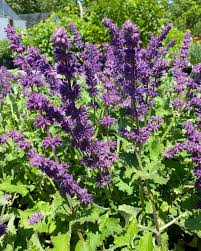 Attēlu rezultāti vaicājumam “Salvia verticillata flower”