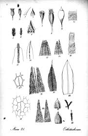 Attēlu rezultāti vaicājumam “Orthotrichum patens”