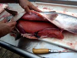 Image result for Oncorhynchus tshawytscha